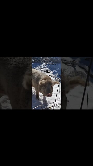 Merry Christmas 🎄🎅🎁 : White Christmas : Deep Freeze Over #farm #holiday #cat