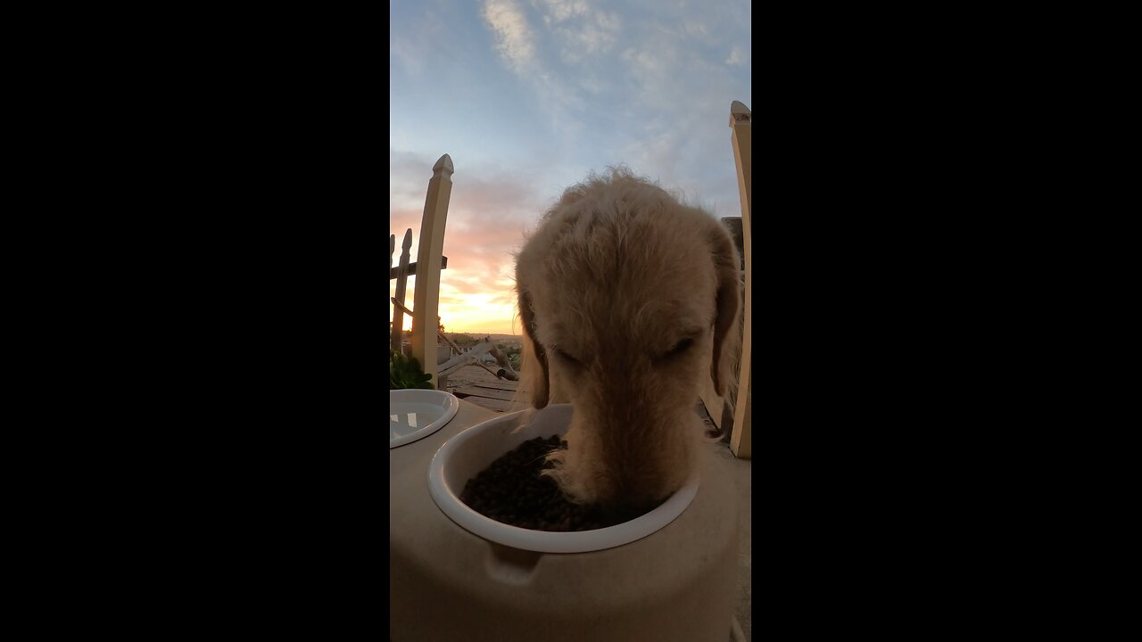 Munch munch! Eat with Freedom the Labradoodle