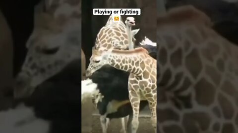 I guess they are playing #shorts #viral #saintpee #hype #trendingshorts #animals #lovesong