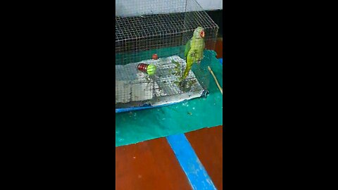 #pet, #Lovely bird