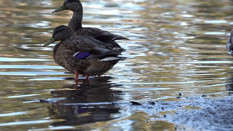 CatTV: 2 ducks on shore