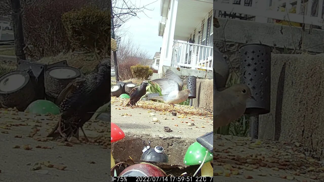 The Starling Lands On The Dove #Shorts 😬