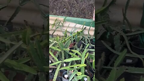 Pulverização nas Pitayas #agriculture #farming #dragonfruits #pitayas