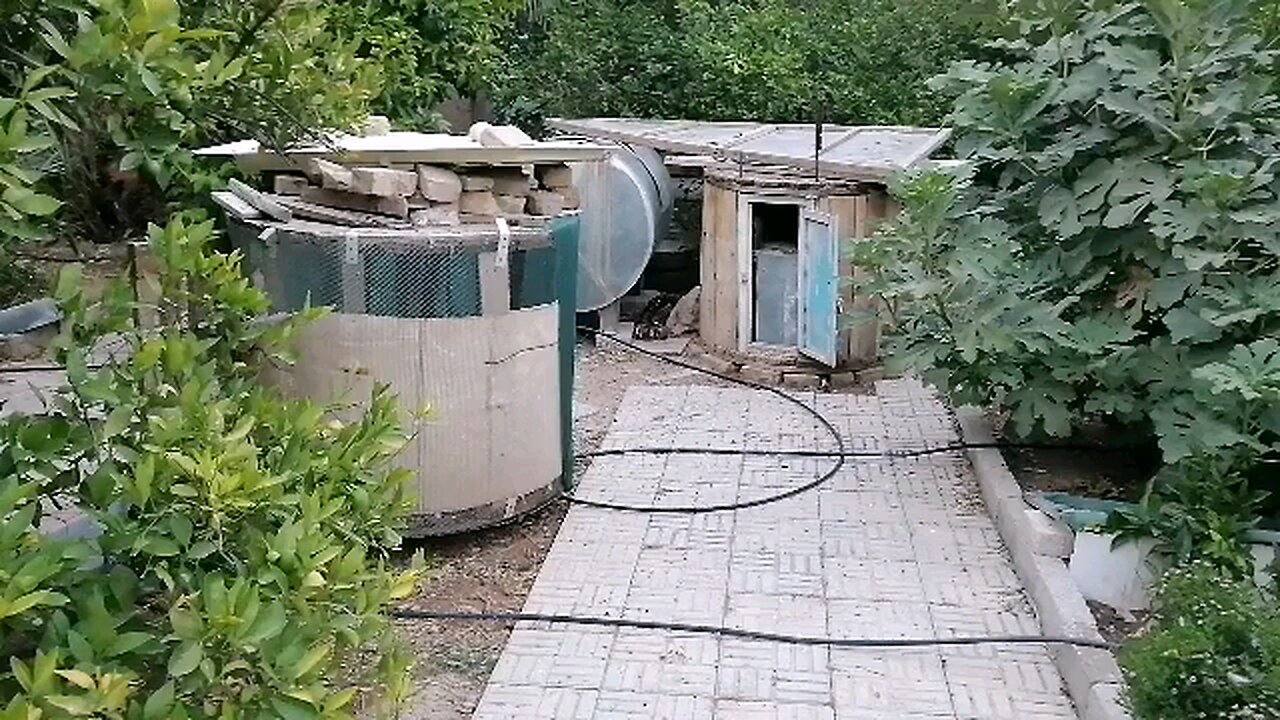 کبوتر ایرانی Iranian pigeon