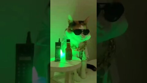 Cat at the club #cat #club #music #dance