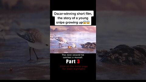 Oscar-winning short film, the story of a young snipe growing up😱😱 #film #movie #piper