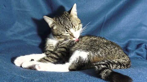 Cat Grooms Himself