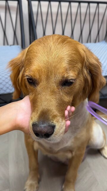 I bought a new eyebrow thrush artifact, give it a try to my dog😆