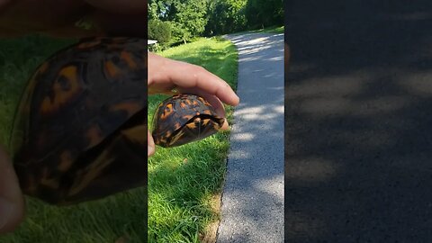 International Save A Turtle Month continues #Boxturtle #turtle