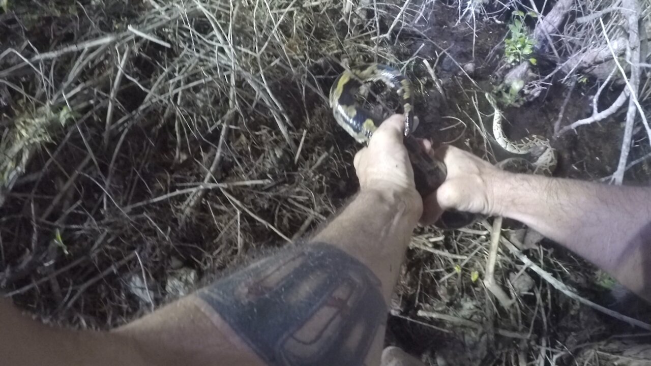 Wrangling another Burmese Python, from our precious Everglades