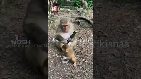 Monkey Fun
