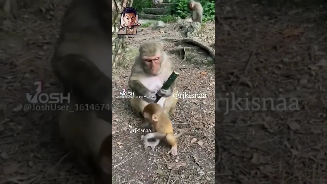 Monkey Fun