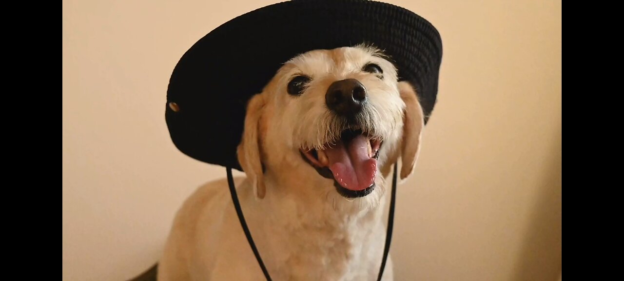 Funny dogs entertainment