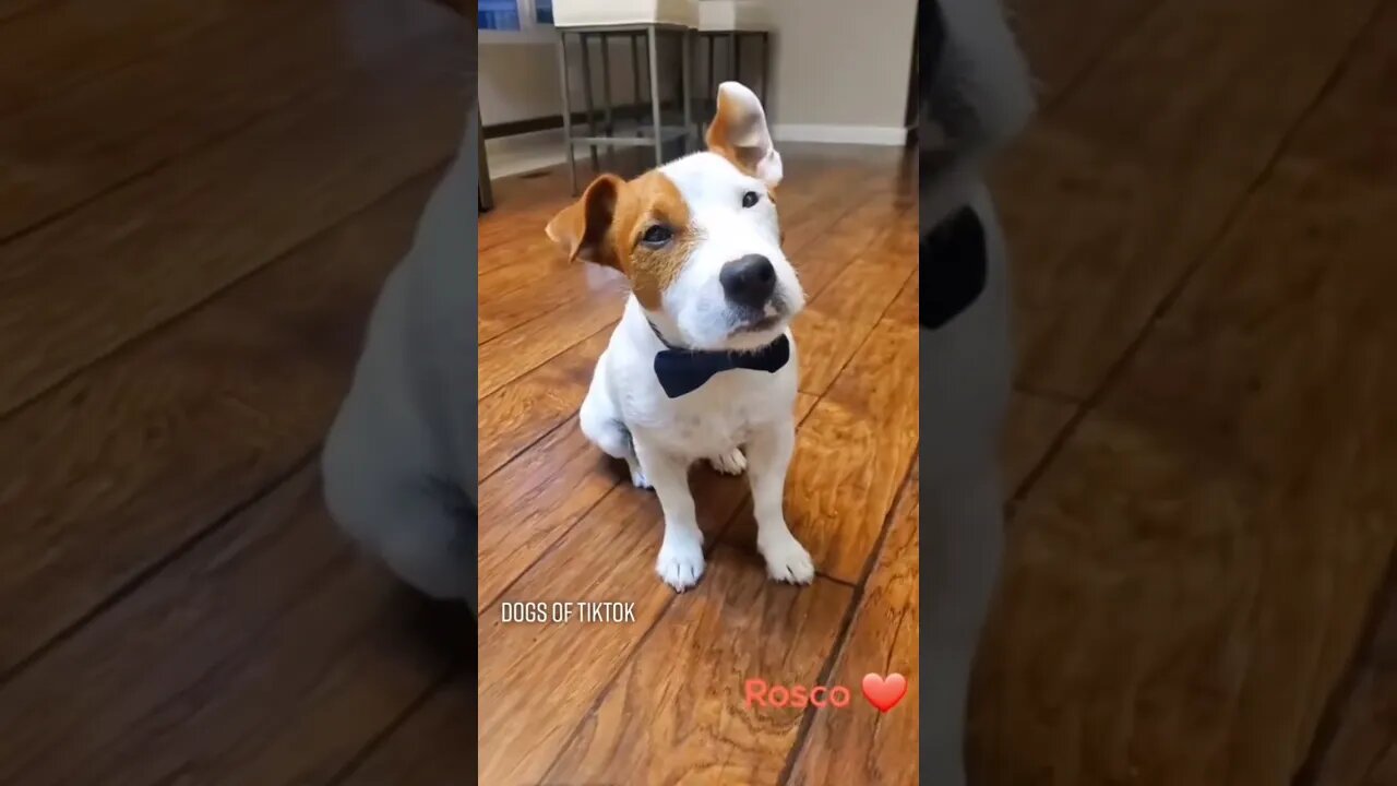 Rosco is so Handsome