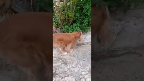 golden dog