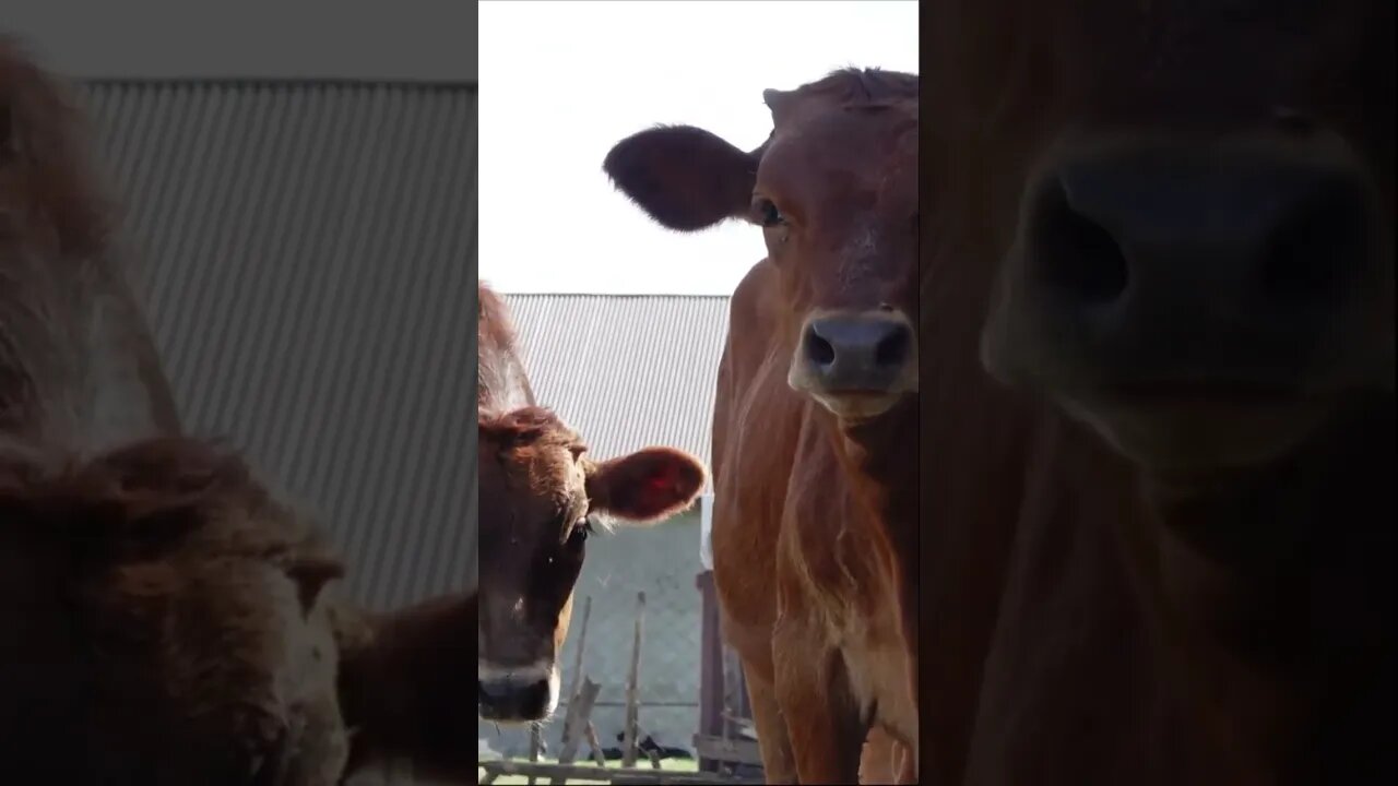 Любопытные телята 😋
