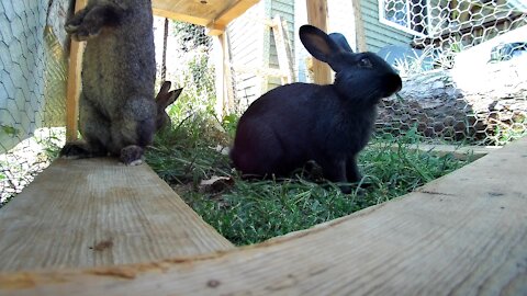 Rabbits enjoying their lunch