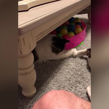 "Cat Plays With Dog's Tail While Baby Boy Plays With The Cat's Tail"