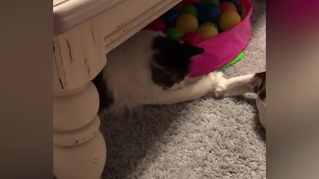 "Cat Plays With Dog's Tail While Baby Boy Plays With The Cat's Tail"