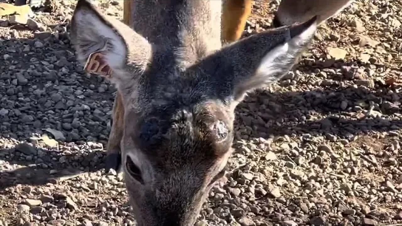 Antlers! What caused this? The Drought or the?? January 13th