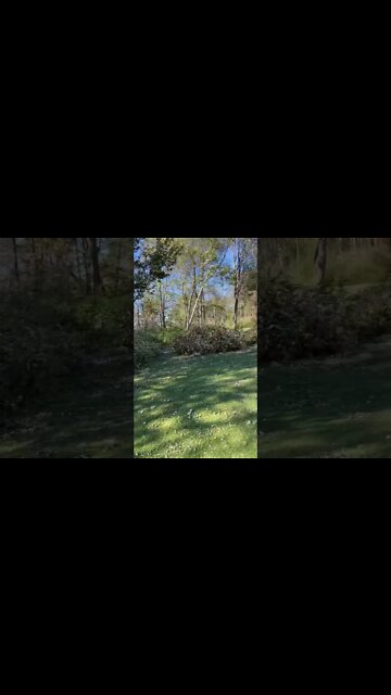 So many Trees Down 😢