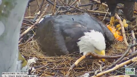 US Steel Bald Eagle Irvin brings Claire a Goldfish Gift 3.23.23 14:12