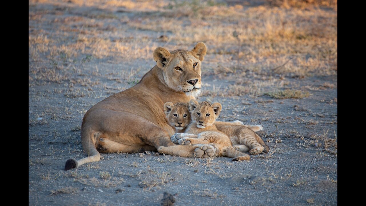 Cute Lion Cubs Enjoy Their First Outdoor Adventure