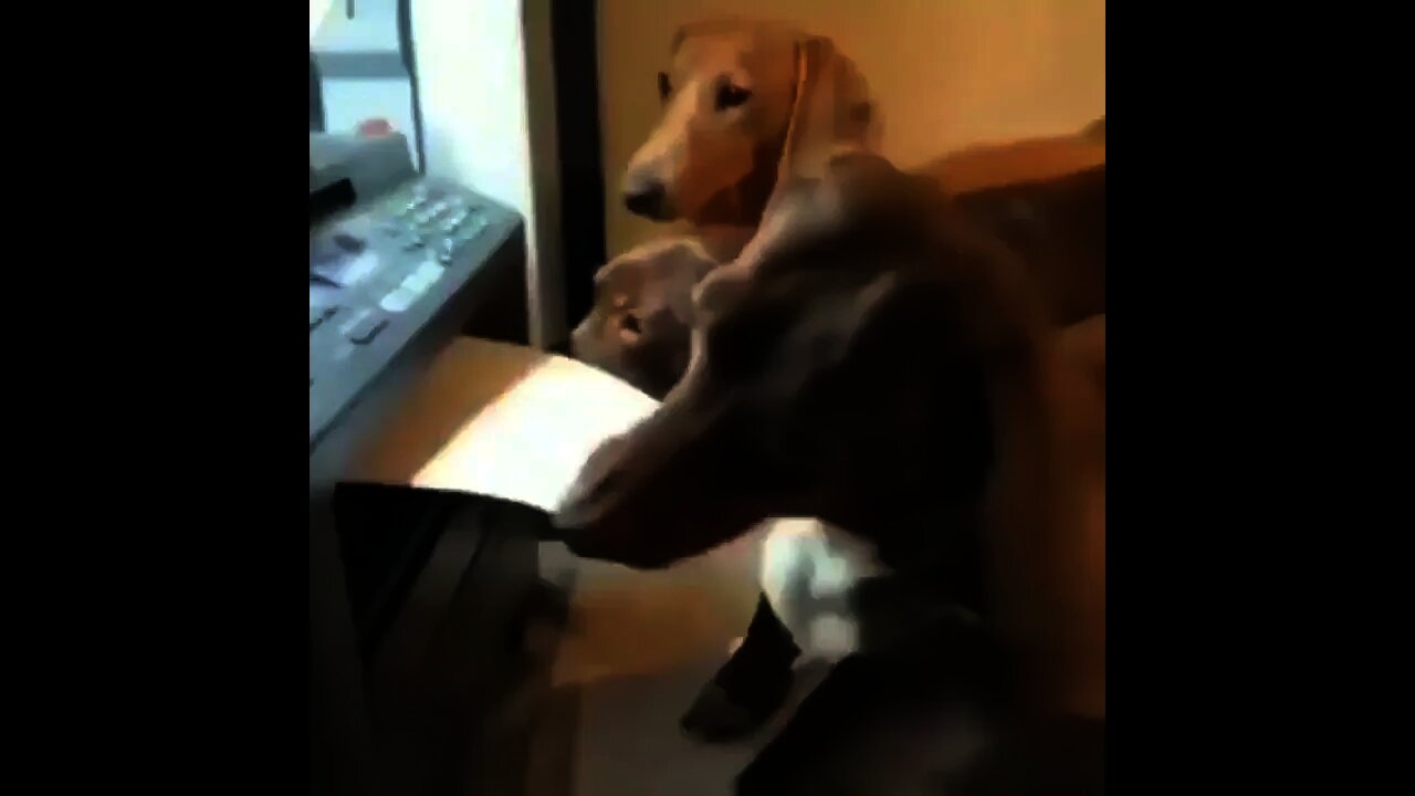 What they are doing 😂 | #Shorts #Animals #Dog