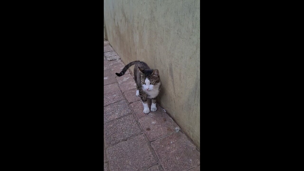 Stray Cat with a Beautiful Face