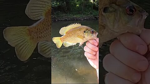 Tournament day wading the river!