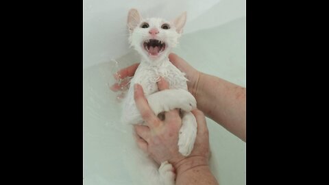 The funniest bathing seals in the world.