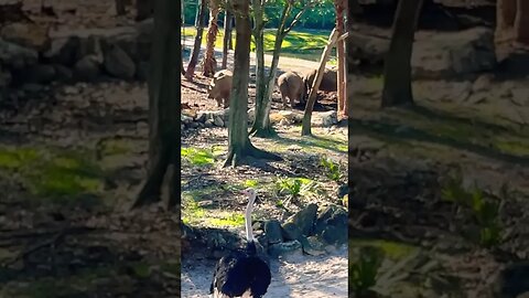 Rhinos