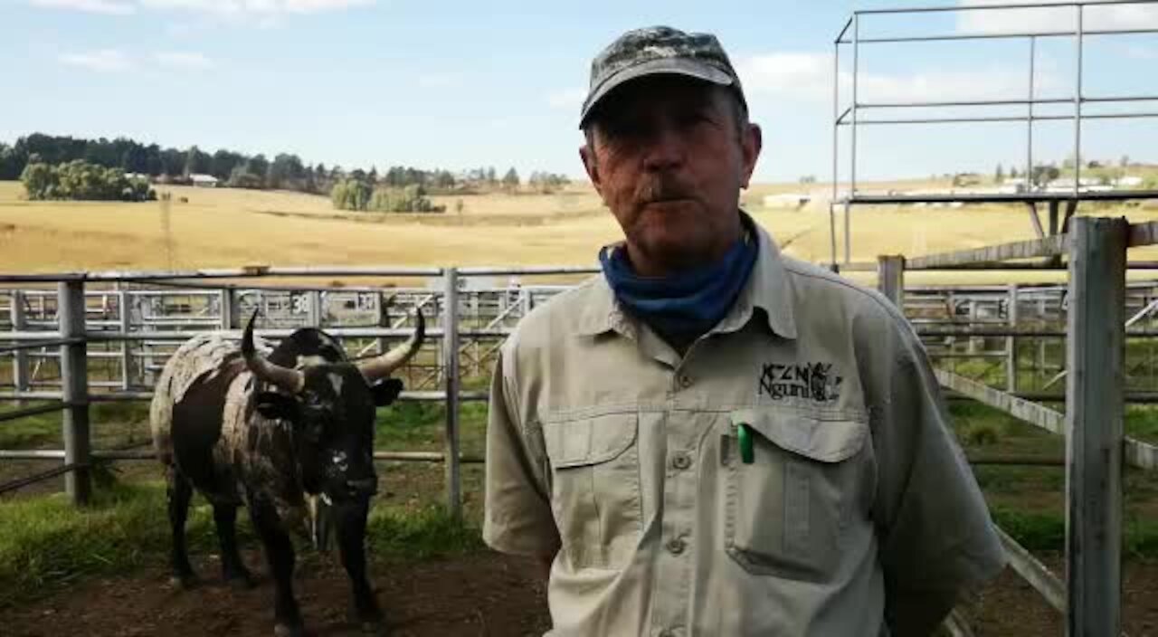 R310K for Biggs the Nguni bull is worth it, say farmers (JND)