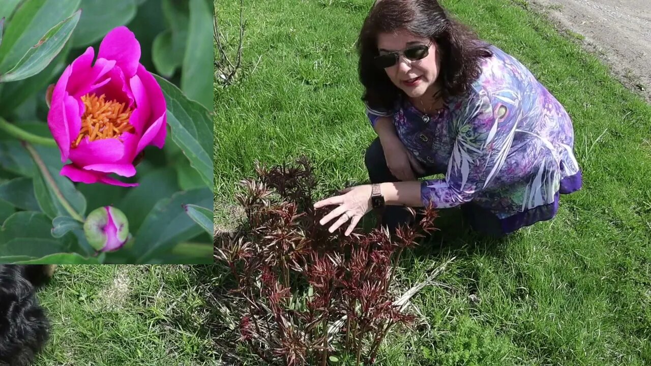 Peony Update // Gardening at the Simongetti North