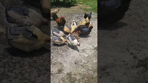 Blueberry Muffin vs #chickens