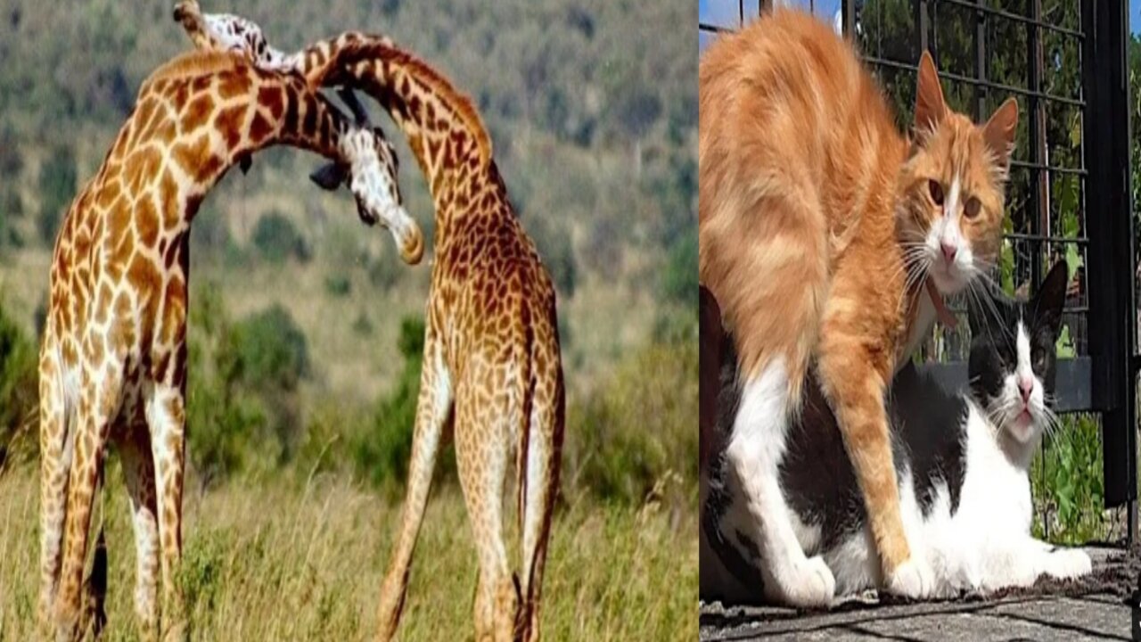 Look How Giraffes Hit Each Other In The Throat
