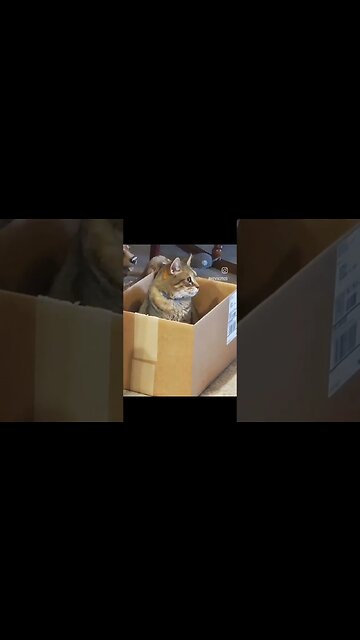 #cat in a box