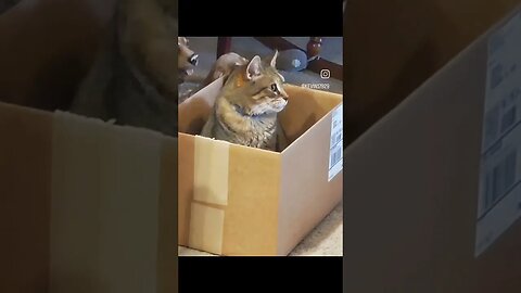 #cat in a box