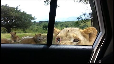 OMG! Must watch - Lion Opened door of Car | Wild Life | Safari Experience | Animals Lover