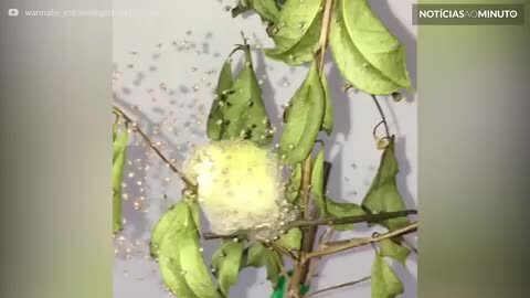 Filhotes de aranha começam a criar teia logo após nascimento