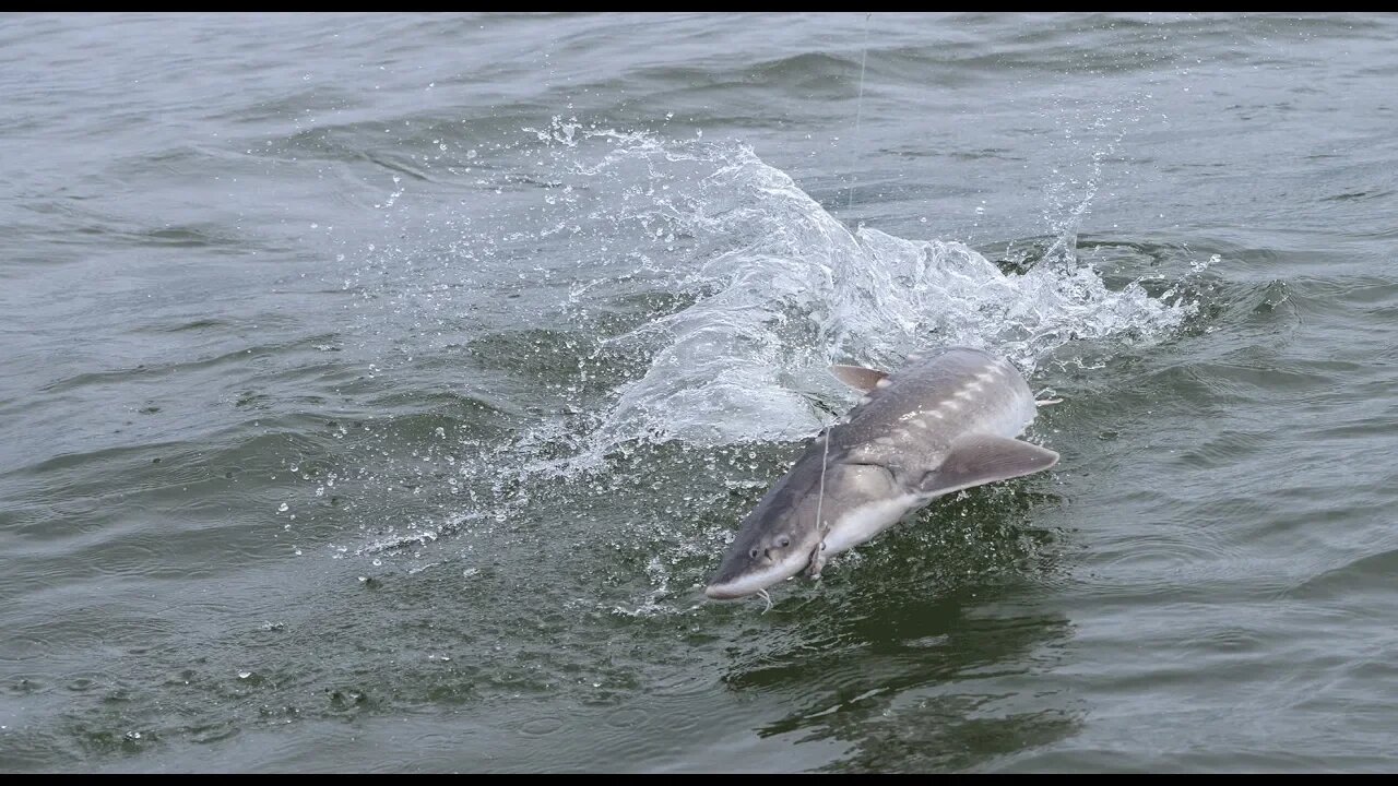 Fishing for dinosaurs in the Columbia River | Addicted Life Ep. #1