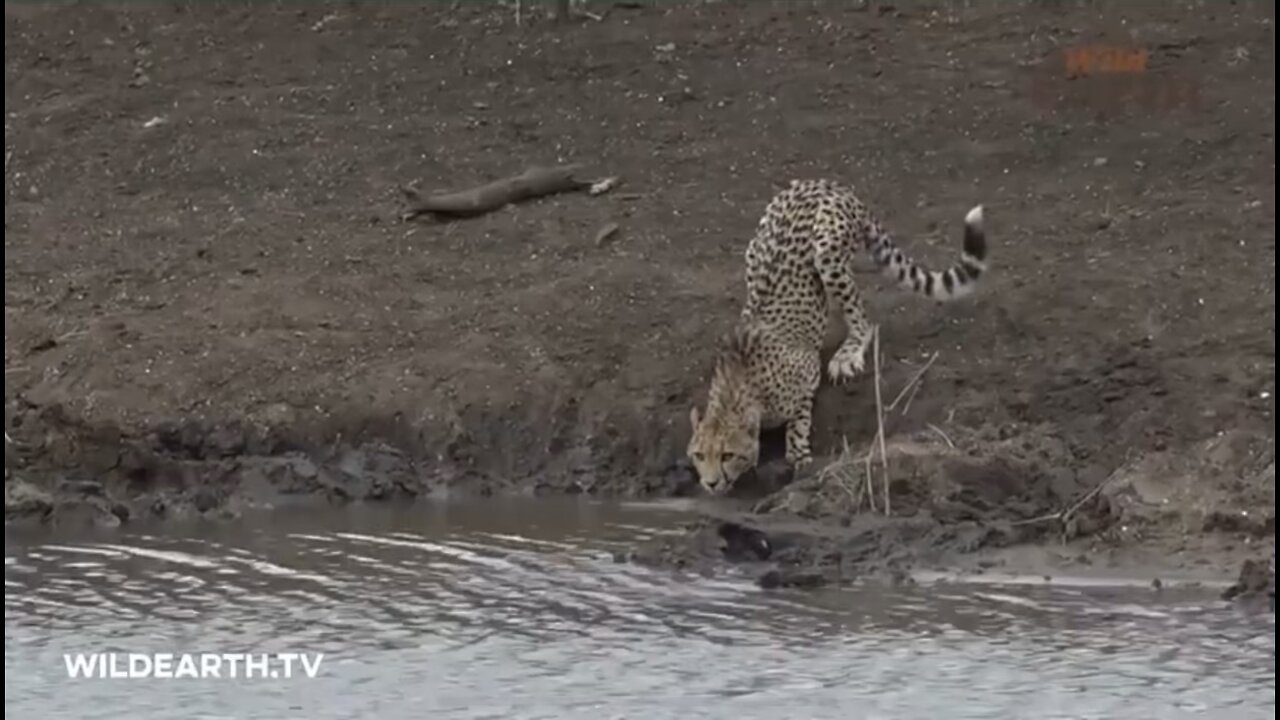 Insane video - Crocodile takes out Cheetah