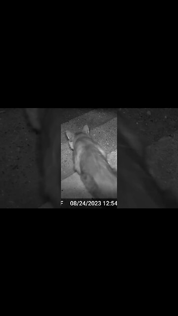 A New Cat Visits! 😻