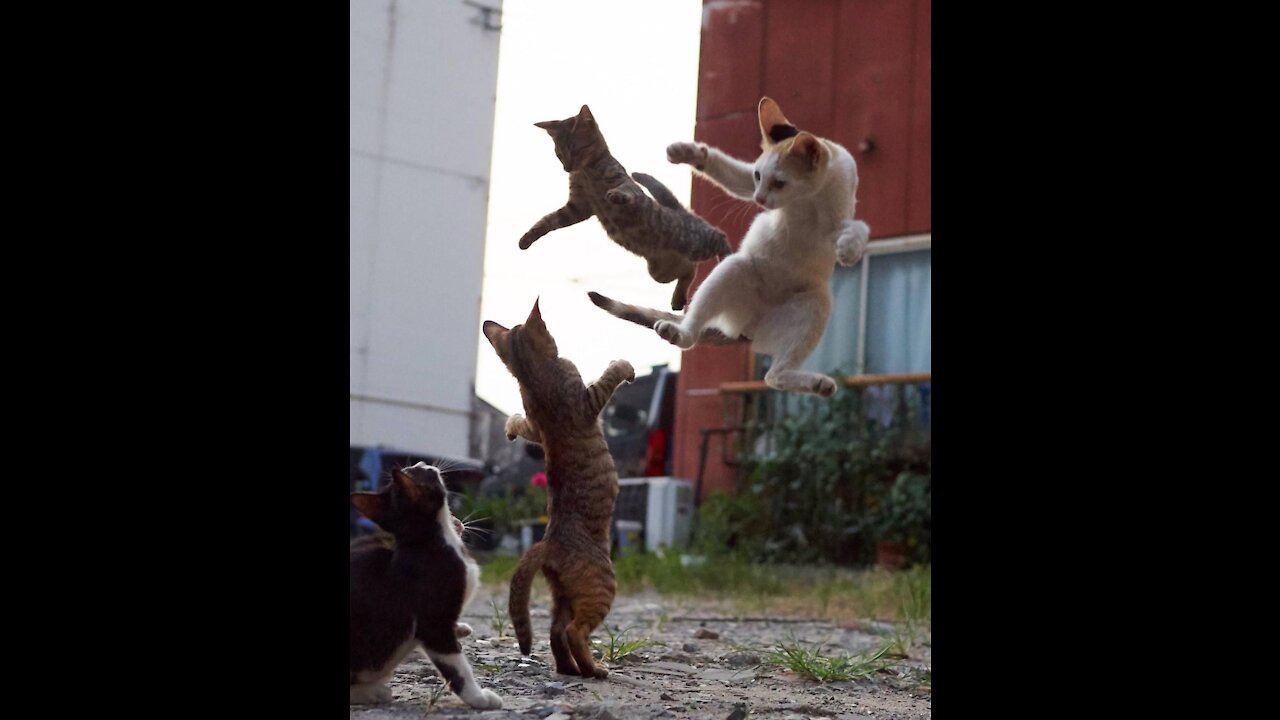 Cats Funny Fighting 2021