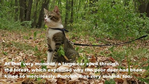 WARNING: DISTURBING CONTENT - Cat Discovers a Poor Deer Killed by a Reckless Driver