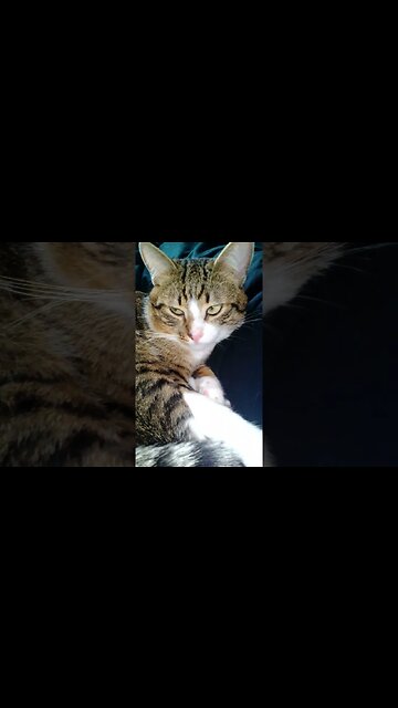 Nose Boops for a Cat with Glowing Green Eyes