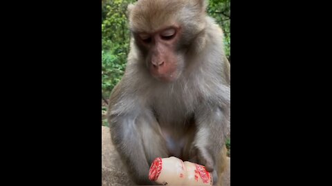 Wild monkeys drink their own milk. It's so beautiful~