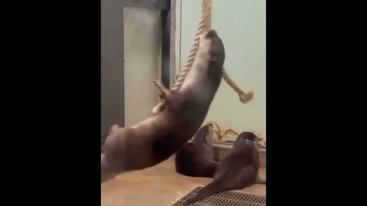 #otter #otterlucu #animals #funny #