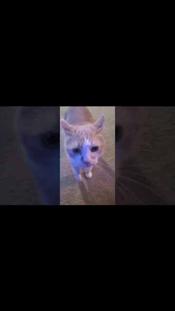 Meet The Family - Paws #cat #orangetabbycat #shorts #cats #catvideos