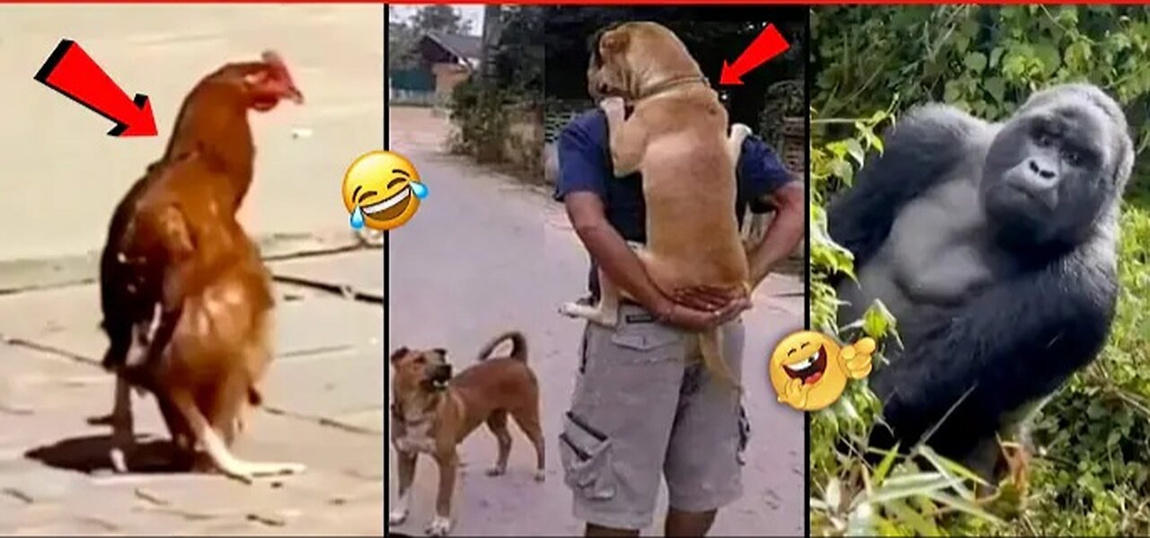 Funny Animal Videos 2023 π - Funniest Cats And Dogs Video πΊπ